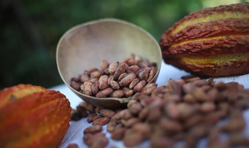 Granos de cacao secos en un mate, junto a dos mazorcas maduras