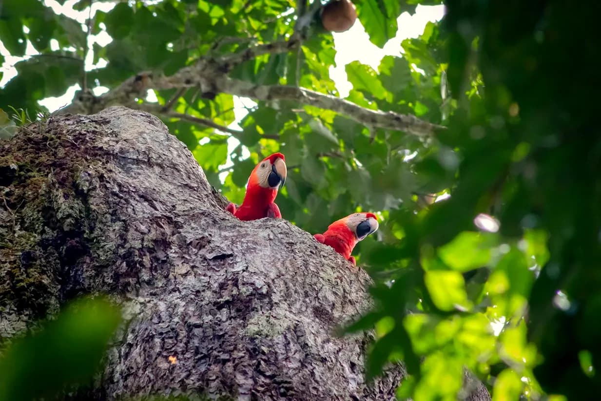 Dos guacamayos rojos asoman desde el hueco de un árbol