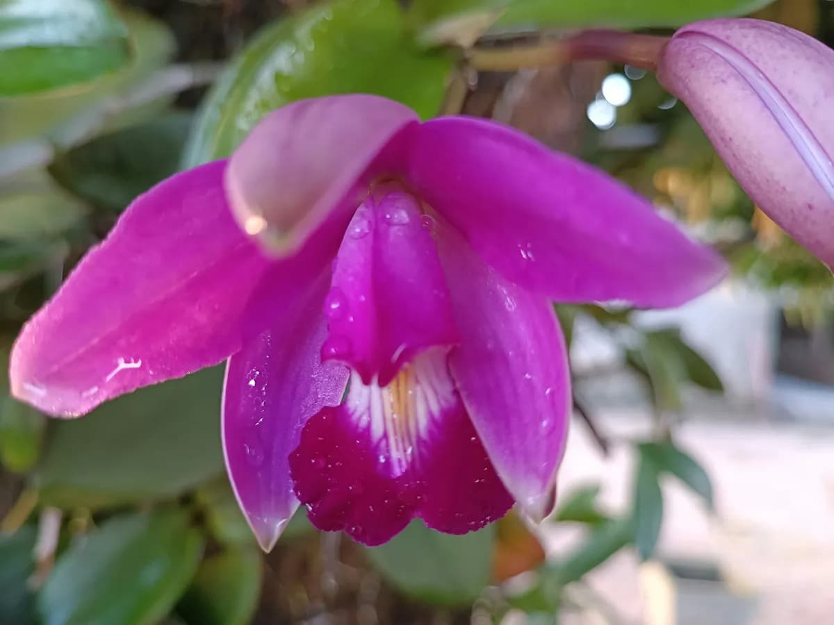 Una orquídea del bosque de neblina